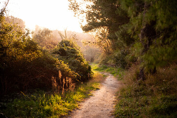 Sunlit dirt path winds through lush greenery, bathed in warm golden light. The peaceful trail...
