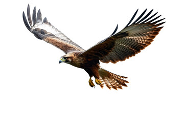 Obraz premium falcon png. falcon isolated on white transparent background