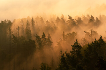 Fototapeta premium Goldener Nebel in Wald zum Sonnenaufgang in der Sächsischen Schweiz Nationalpark in Sachsen Deutschland