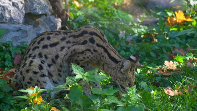 wild serval in the forest