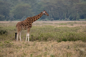 Rothschild’s Giraffe standing tall in the open grasslands, showcasing its patterned coat
