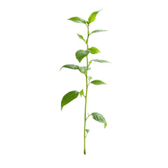 Fototapeta premium Green plant growing tall in soil against a white background, showcasing vibrant leaves and healthy growth, Image a plant that grows along the aisle on a white background
