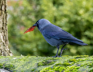 A jackdaw litter picking a discarded tomato sauce packet.