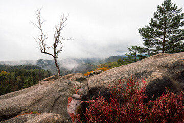 Mystische Gebirge Landschaft mit Nebel im Nationalpark Sächsische Schweiz in Sachsen Deutschland