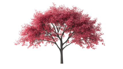 Pink tree 3D rendering, translucent background, detailed realistic model for graphic design and architectural visualization purposes