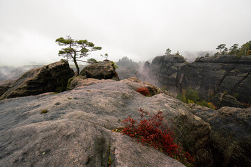 Mystische Gebirge Landschaft mit Nebel im Nationalpark Sächsische Schweiz in Sachsen Deutschland