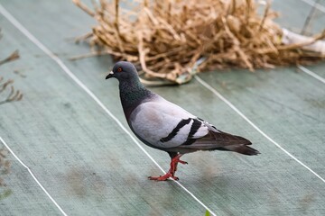 Close-up of a pigeon. Urban animals.