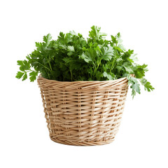 Naklejka premium Fresh parsley in a woven basket against a clean Transparent background, Parsley in basket isolated on PNG background