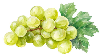 Watercolor painting featuring a cluster of ripe green grapes with leaves, isolated on a transparent background