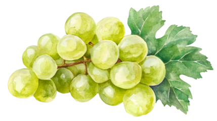Watercolor painting featuring a cluster of ripe green grapes with leaves, isolated on a transparent background