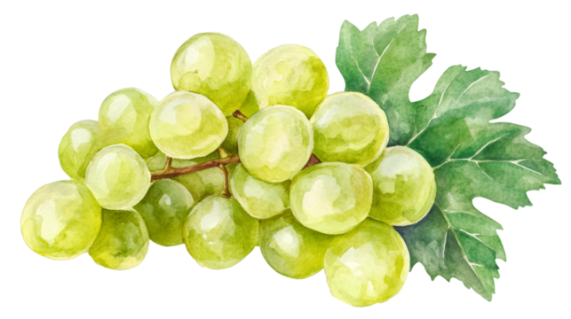 Watercolor painting featuring a cluster of ripe green grapes with leaves, isolated on a transparent background