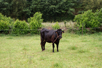 Black Caldel&aacute; cow in green grass meadow of farm in Melide village, La Coru&ntilde;a. Native breed cattle from Galicia. Sustainable extensive livestock farming.