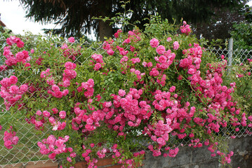 Mesh fence with liana rose bush, climbing rosebush with vibrant pink flowers and green leaves in house outside. Gardening, garden decoration.