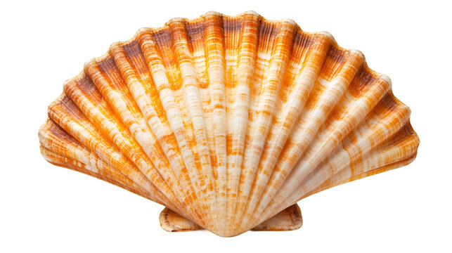 Close-up of an orange and white seashell isolated on a transparent background, highlighting its intricate patterns and textures