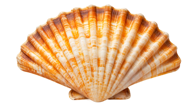 Close-up of an orange and white seashell isolated on a transparent background, highlighting its intricate patterns and textures