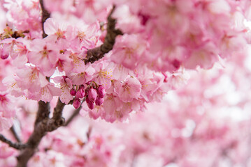 満開を迎えたヒガンザクラ