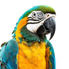 Fototapeta premium Closeup view of a vibrant parrot displaying colorful feathers on a Transparent background, Closeup view a parrot isolated on a isolated on PNG background