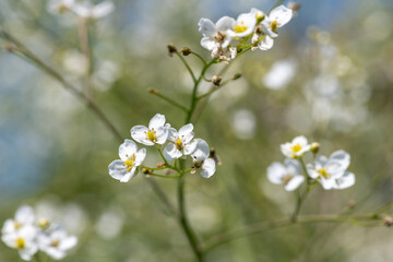 Greater sea kale (crambe cordifolia) flowers in bloom