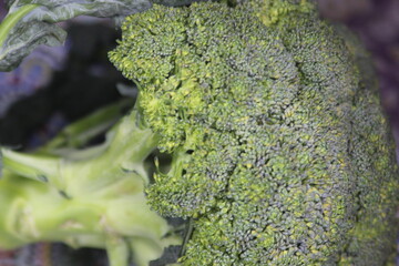 Fresh Green Broccoli Close Up