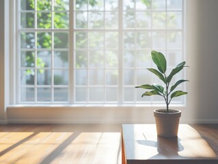 Fototapeta premium A potted green plant in sunlight by a window.