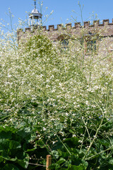 Greater sea kale (crambe cordifolia) flowers in bloom