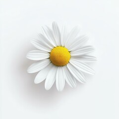 The soft white chamomile flower exudes peace, embodying natural beauty in its quiet, serene presence.