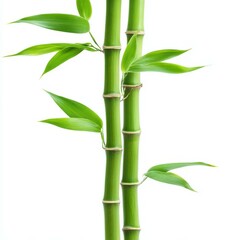 Serene bamboo design brings calmness and natures touch, perfect for creating a soothing decor vibe.