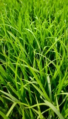 Fototapeta premium Lush Green Rice Paddy Field Close Up Vibrant Texture Bright Sunlight Natural Background