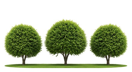 Three Lush Green Trees on Grass Against White Background
