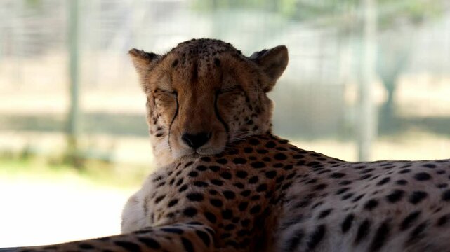 Every detail of the cheetah&rsquo;s fur and features tells of a life lived on the edge of speed