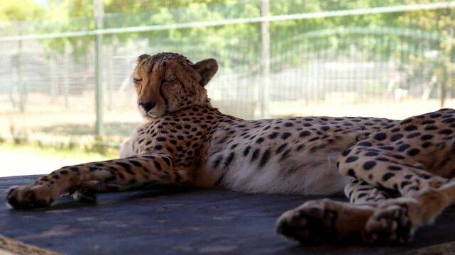 With muscles poised and eyes alert, the cheetah rests, always ready to spring into action