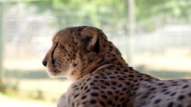 In the quiet of the savannah, this cheetah&rsquo;s gaze tells the story of both speed and serenity
