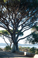 Majestic umbrella pine against a Mediterranean backdrop. The tree, which is in danger of falling over, is supported by a concrete frame.