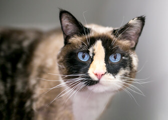 A Calico shorthair cat with blue eyes