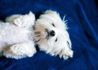 A sleepy Maltese dog lying on its back