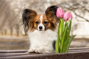 A dog with tulips on a bench in the city. Papillon Chihuahua dog portrait.