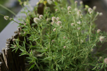 image of potted hare's foot clover (Trifolium arvense) on balcony