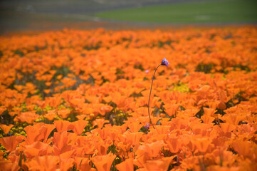 Purple Blue Dicks Flower Extends from Poppy Fields During Super Bloom of 2019