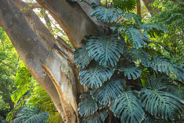 Naklejka premium The Historical Botanical Garden La Concepcion in Malaga city at Andalusia, Spain, Europe. Large tropical leaves climbing a tree trunk in lush sunlight.