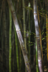 The Historical Botanical Garden La Concepcion in Malaga city at Andalusia, Spain, Europe. Close-up of bamboo stalks, showcasing their texture and color variations in a dense grove.