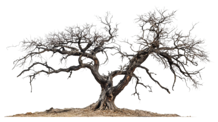 Barren tree with gnarled branches and exposed roots rising from parched earth, symbolizing desolation against transparent backdrop