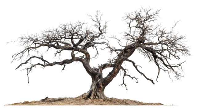 Barren tree with gnarled branches and exposed roots rising from parched earth, symbolizing desolation against transparent backdrop
