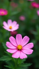 Obraz premium Delicate cosmos blossoms, vibrant pink petals, green foliage, bloom, sunlight, nature