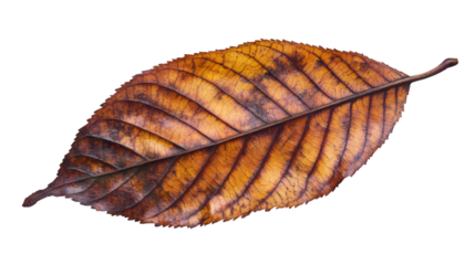 Dry autumn leaf with brown-orange hues, crisp texture revealing seasonal transition against transparent backdrop