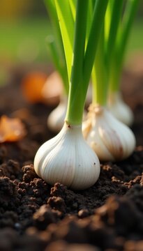 Close-up of garlic cloves being planted in autumn soil, cloves, green