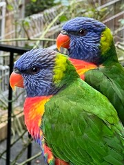 rainbow lorikeet parrot