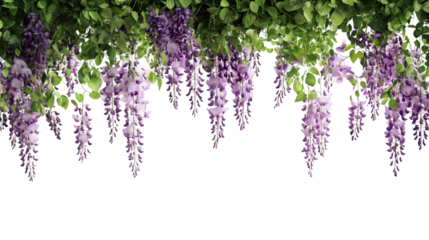 Beautiful hanging wisteria flowers with green leaves isolated on transparent background, perfect for spring and summer designs