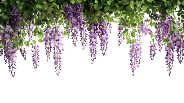 Beautiful hanging wisteria flowers with green leaves isolated on transparent background, perfect for spring and summer designs