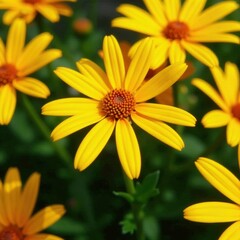 Vibrant yellow & orange daisy blooms, close-up , head, nature, element