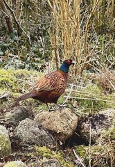 Männlicher Fasan in winterlicher Natur 